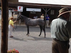 Elser (right) and a client check out a yearling.