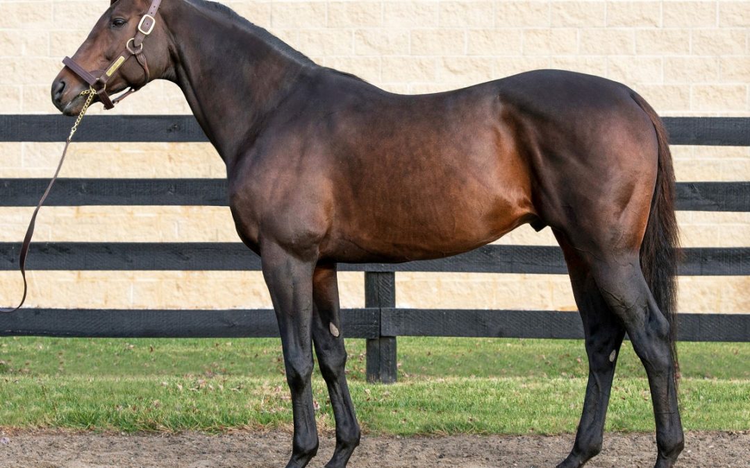 “Wow factor” horse Peace and Justice standing in Pennsylvania