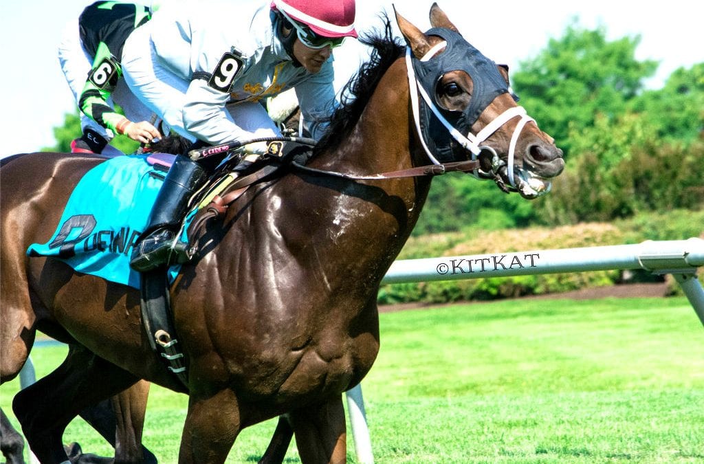 Delaware Park Racing Notebook, Vol. 6