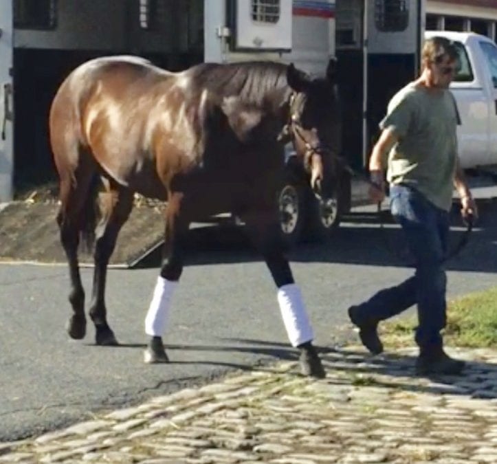 Alliance, half-brother to Tepin, to stand at Maryland’s Bonita Farm
