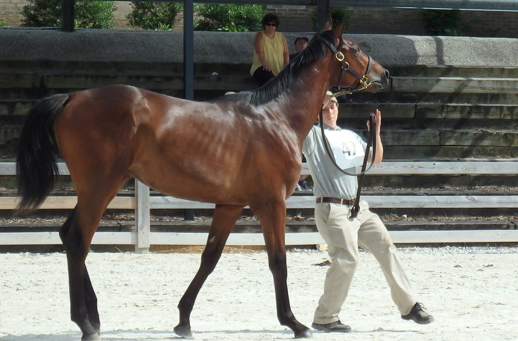 96 compete in MHBA Yearling Show