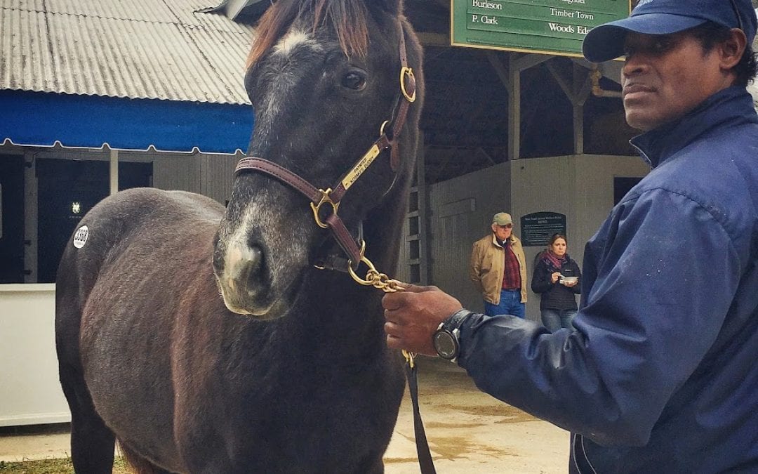 Whims paying off: Knicks Go bound for Breeders’ Cup