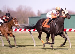 Nice ‘n’ easy does it for Ben’s Cat as he wins his fourth straight Mr. Diz. Photo by Jim McCue, Maryland Jockey Club.