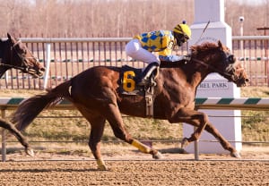 Triple Crown-nominated Dynamic Strike will look to burnish his big-race credentials with a Tesio triumph.  Photo by Jim McCue, Maryland Jockey Club.