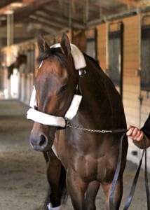 Hall of Famer Mike Smith will pilot Game on Dude in the Charles Town Classic.  Photo by Coady Photography.