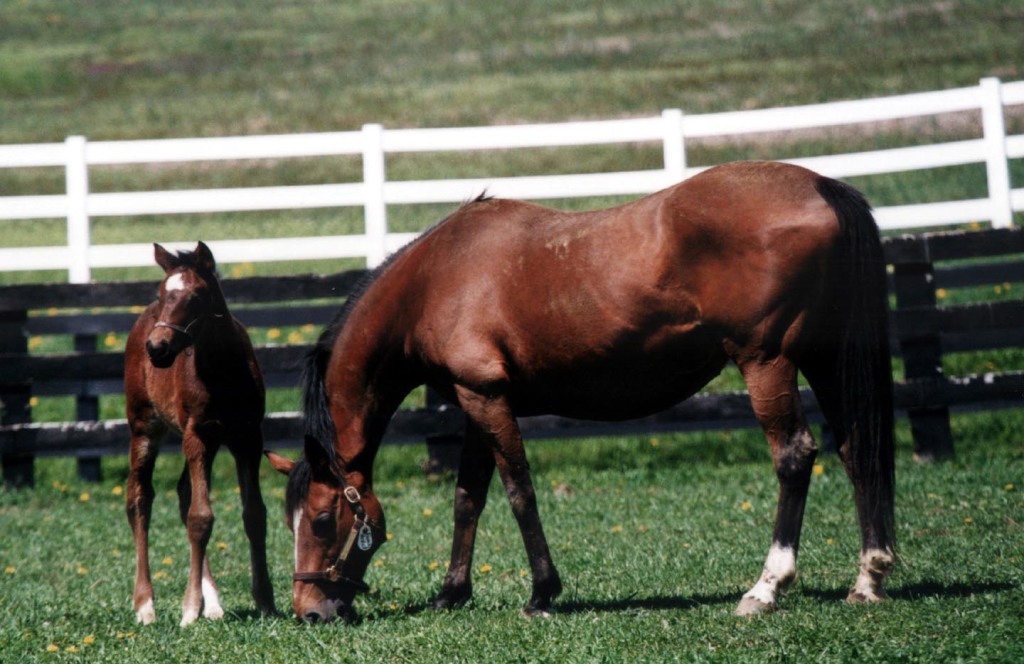 When it comes to social media, the answer is foal pictures, says Anne Frederic of Mid-Atlantic Thoroughbred. Photo by Laurie Asseo.