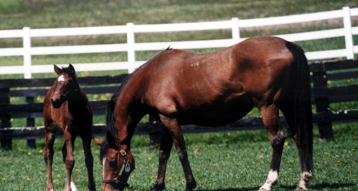 Shamrock Farm adding Baltimore Bob