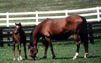 Foal crop off 3 percent from 2020