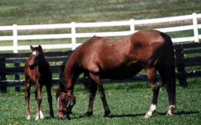 Maryland bucks ’23 trend as national foal crop falls