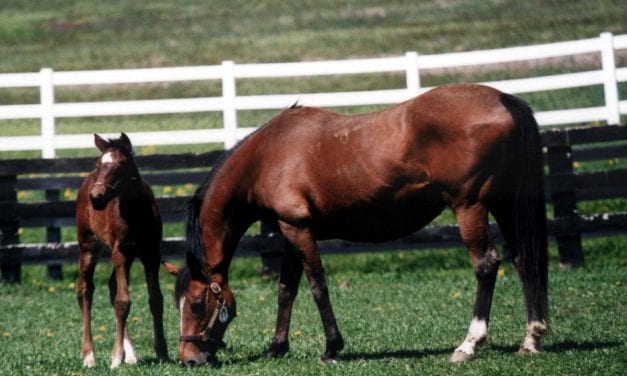 Report of mares bred due August 1
