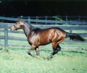 Malibu Moon in his Country Life Farm days.  Photo by Ellen Pons.