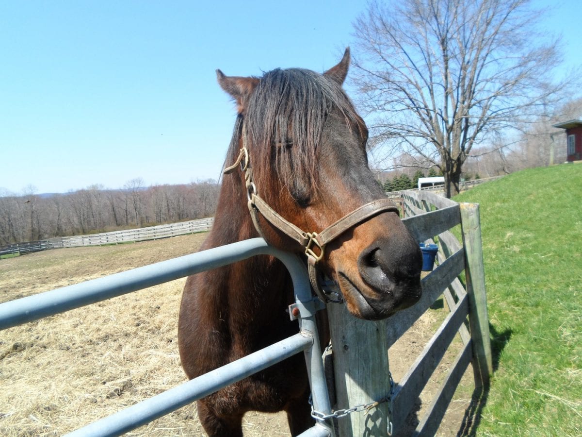 For one retired Thoroughbred, a long and winding road home