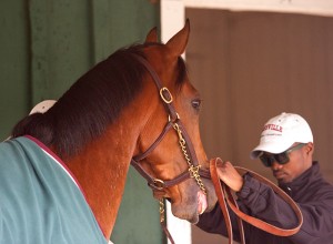 Goldencents and rider Kevin Krigger map out their Preakness strategy.  Photo, Maryland Jockey Club.