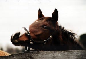 Will this guy run for enhanced purses this year and in the future?  Maryland may be moving in that direction.  Photo by Laurie Asseo.