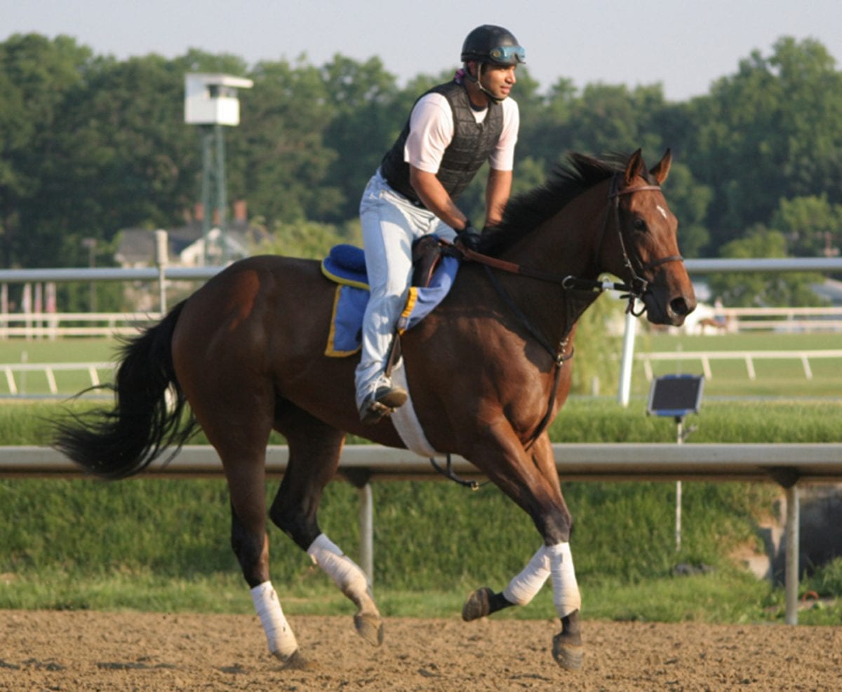 “The cat in the horse”: At the Fasig-Tipton sale (video)