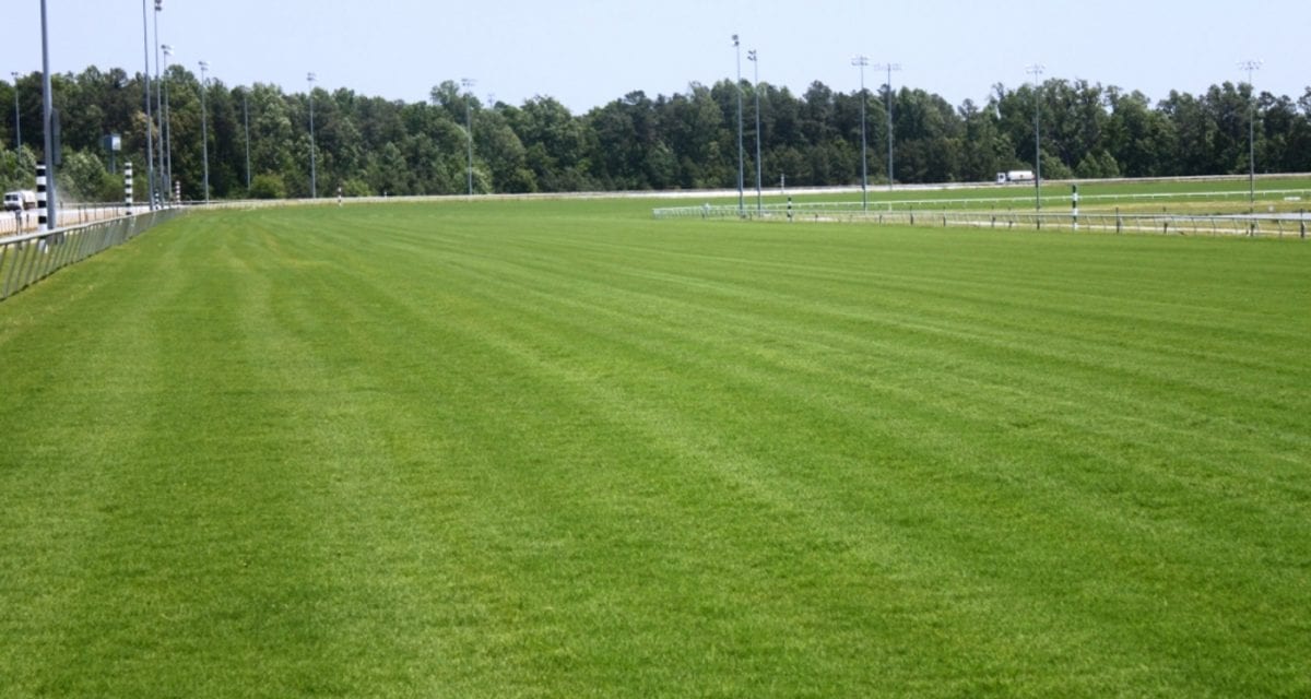 At Colonial Downs, both turf and horses coming in nicely