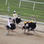 “War” for the Turf Cup caps All Stakes Pick 4: Colonial Downs notes and Nick’s Picks