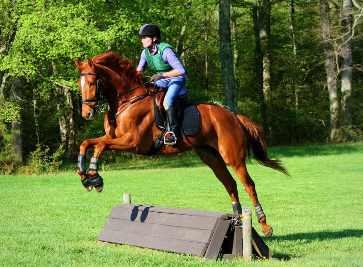 Once almost a movie star, retired Thoroughbred learns a new trade