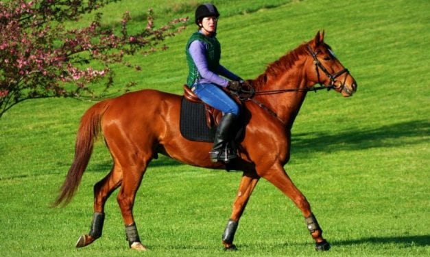 Nearly 600 trainers to compete in Thoroughbred Makeover