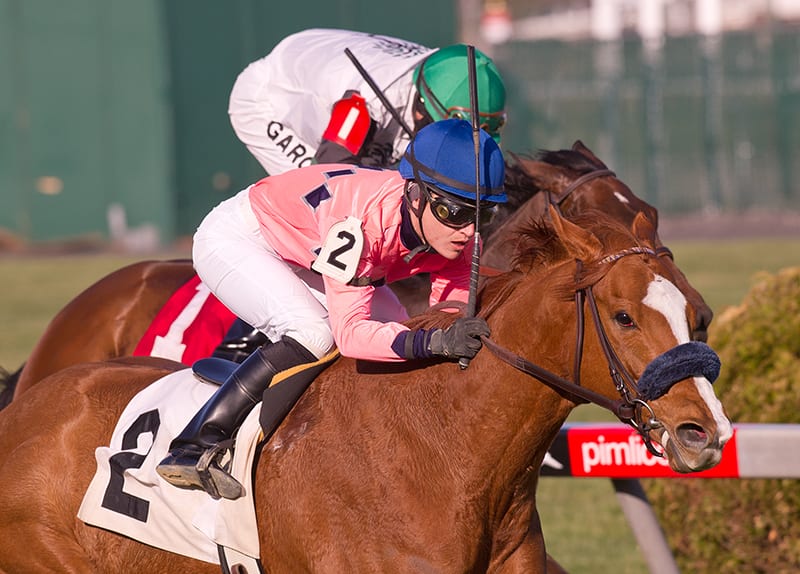 Pimlico stakes draw 151 nominees