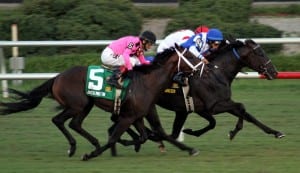 Kerry Thomas believes that a race is nothing more than a herd in motion -- and that understanding how herd members ineract with each other and their surroundings can unlock the key to understanding the horse.  Photo by Laurie Asseo.