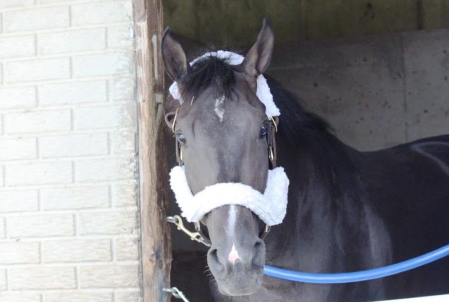 Virginia Derby features four of Hahn’s Turf 10