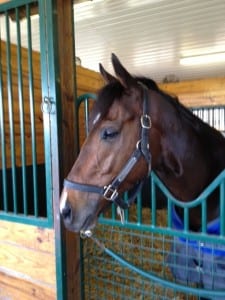 Paynter checking out the Fair Hill scene.  Photo by Fair Hill Equine Therapy Center.