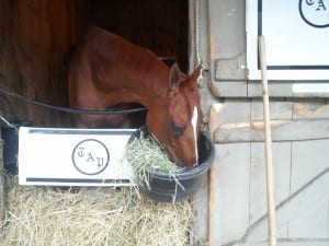 Well earned face in the feedtub.  Photo by Teresa Genaro.