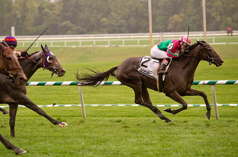 Tricky Hat tops Laurel Turf Cup field