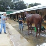 Regional stallion Street Magician has first winner