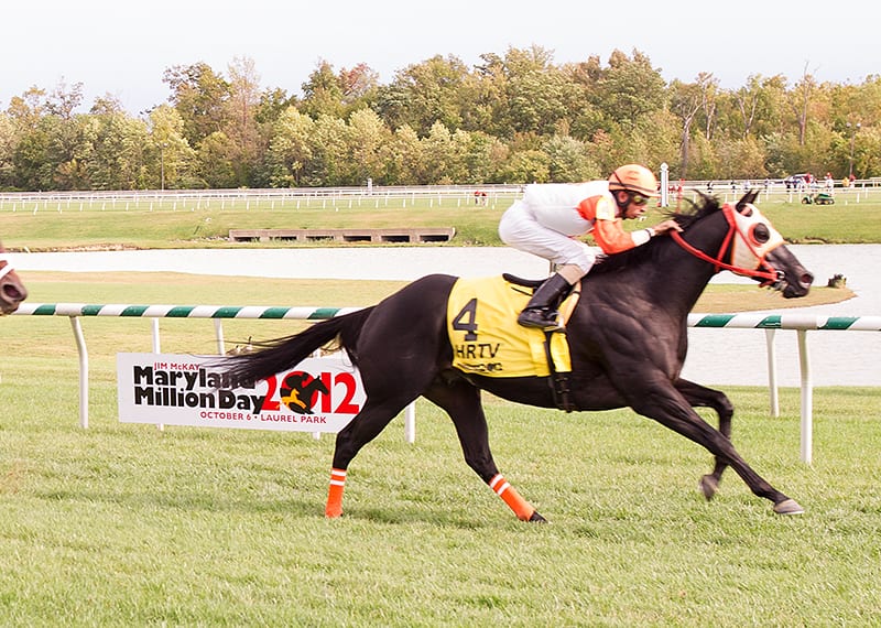 Maryland Million notebook: Ben’s Cat heads to the Turf