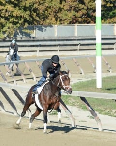 Finney and "the coolest horse ever," Palace Malice, get their morning exercise.  Photo NYRA/Adam Coglianese.