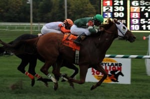 Roadhog taking the 2013 Maryland Million Turf. Photo by Laurie Asseo.