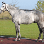 August 28: Midlantic-breds in Saratoga stakes