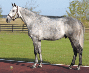 2005 Kentucky Derby winner Giacomo.