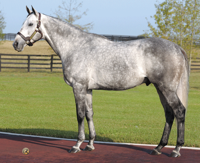 Heritage Stallions adds Tritap to roster