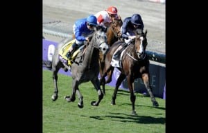 West Virginia-bred Giovanni Boldini, inside with white blaze, slugs it out with Outstrip in the Breeders' Cup Juvenile Turf.  Photo by Gary Mook, Breeders' Cup Ltd.