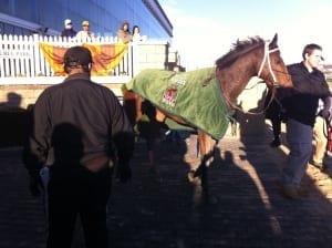 Lady Sabelia heads home after winning the Safely Kept Stakes on November 9, 2013. Photo by The Racing Biz.