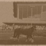 Blue Violet takes aim at Obeah S. at Delaware Park