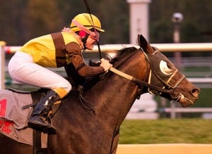 Tooth N Claw wins the Maryland Million Starter Handicap with Chelsey Keiser up.  Photo by Jim McCue, Maryland Jockey Club.