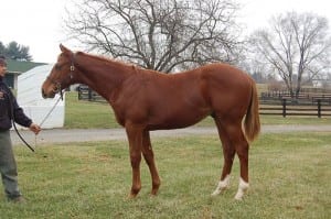 Hip 107 is a Maryland-bred Cape Blanco colt.  Photo courtesy of Bill Reightler.