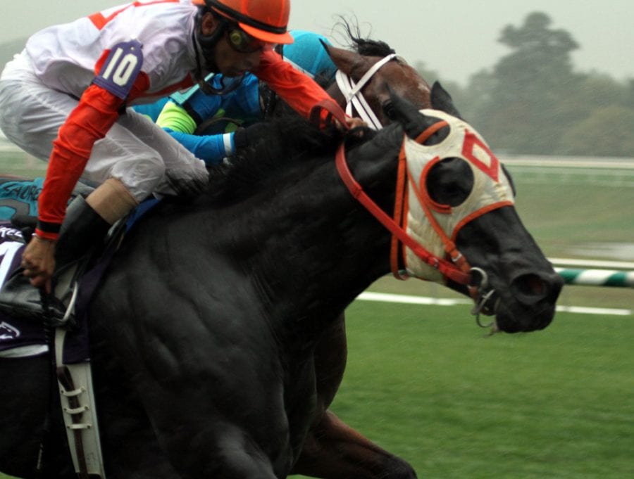 Ben's Cat and Mr. Online in the Laurel Dash.  Photo by Laurie Asseo.