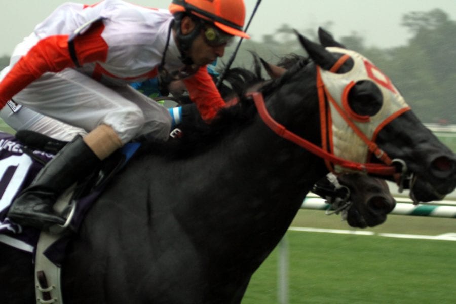 Ben's Cat and Mr. Online in the Laurel Dash.  Photo by Laurie Asseo.