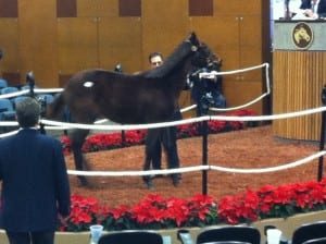 Hip 206, a Kitten's Joy colt who brought a high bid of $92,000, struts his stuff in the ring.