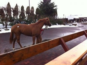 Horses make the rounds before entering the sales ring at Monday's Fasig-Tipton mixed sale.