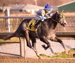 Joint Custody cruises in the Maryland Juvenile Championship.  Photo by Jim McCue, Maryland Jockey Club.