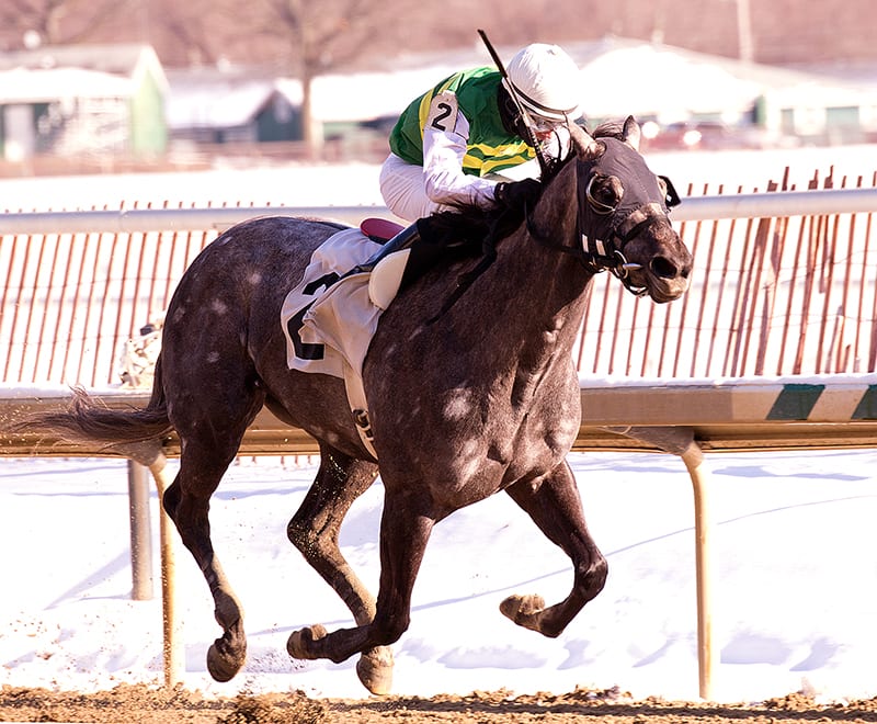 Gracer posts popular Marshua win at Laurel Park