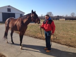 New stallion Buffum, a son of Bernardini. Photo by The Racing Biz.