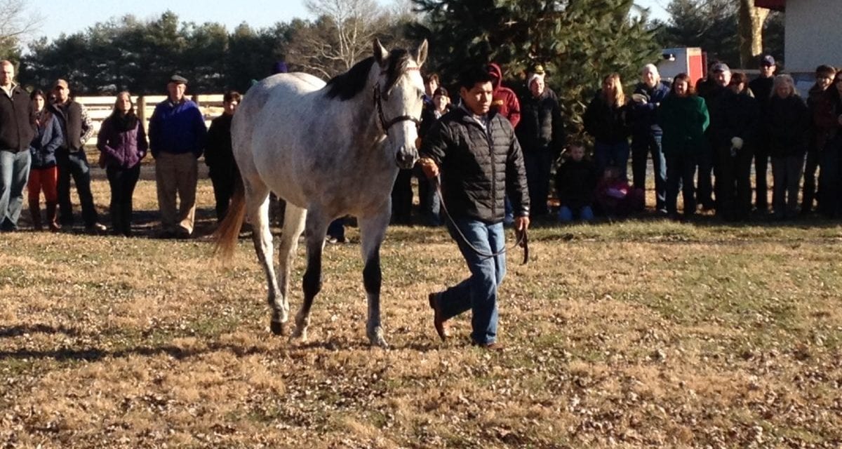 Virginia Thoroughbred Association aims for its best stallion season auction