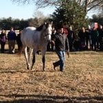 Fasig-Tipton yearling sale concludes with gross, average gains